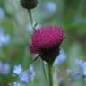 Fotografia 13 da espécie Cirsium rivulare do Jardim Botânico UTAD