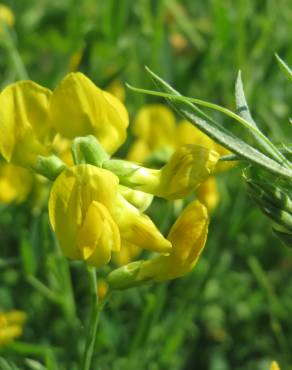 Fotografia 17 da espécie Lathyrus pratensis no Jardim Botânico UTAD