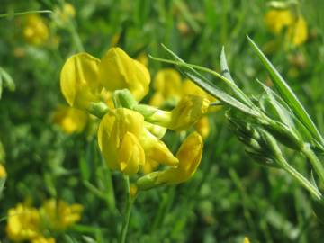 Fotografia da espécie Lathyrus pratensis