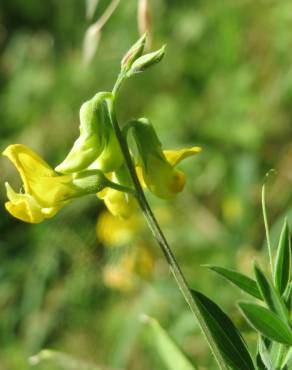 Fotografia 18 da espécie Lathyrus pratensis no Jardim Botânico UTAD