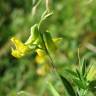 Fotografia 18 da espécie Lathyrus pratensis do Jardim Botânico UTAD