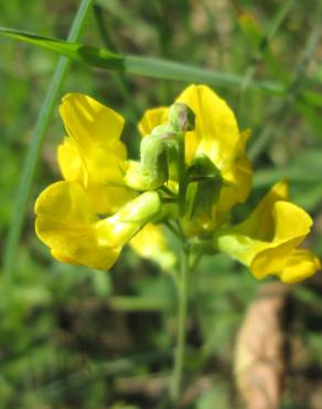 Fotografia 19 da espécie Lathyrus pratensis no Jardim Botânico UTAD