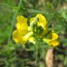 Fotografia 19 da espécie Lathyrus pratensis do Jardim Botânico UTAD