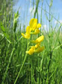 Fotografia da espécie Lathyrus pratensis