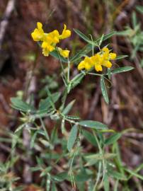 Fotografia da espécie Lathyrus pratensis