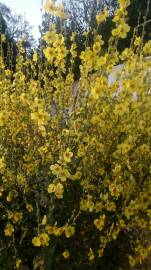 Fotografia da espécie Verbascum sinuatum var. sinuatum