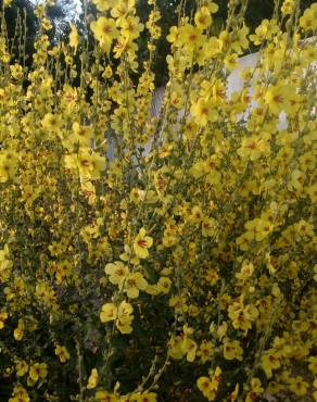 Fotografia 16 da espécie Verbascum sinuatum var. sinuatum no Jardim Botânico UTAD