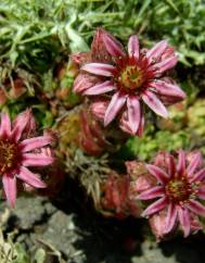 Sempervivum vicentei