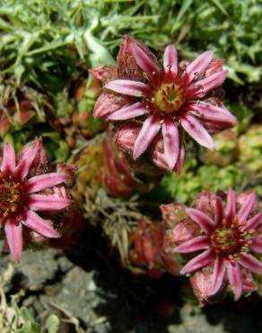 Fotografia 1 da espécie Sempervivum vicentei no Jardim Botânico UTAD