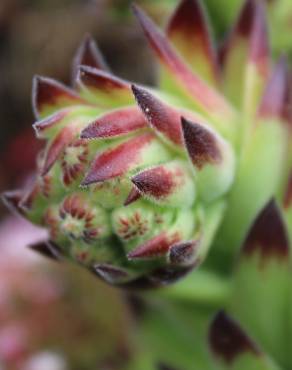 Fotografia 3 da espécie Sempervivum vicentei no Jardim Botânico UTAD