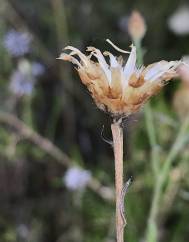 Centaurea alba subesp. alba