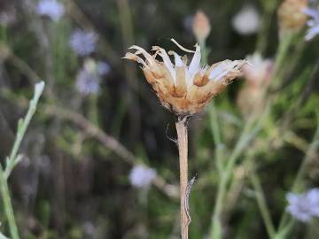 Fotografia da espécie Centaurea alba subesp. alba