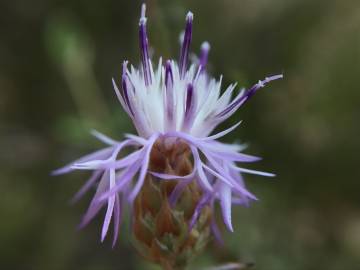 Fotografia da espécie Centaurea alba subesp. alba