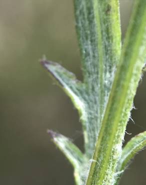 Fotografia 3 da espécie Centaurea alba subesp. alba no Jardim Botânico UTAD