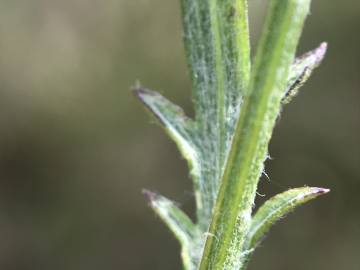 Fotografia da espécie Centaurea alba subesp. alba