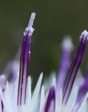 Fotografia 5 da espécie Centaurea alba subesp. alba no Jardim Botânico UTAD