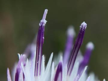 Fotografia da espécie Centaurea alba subesp. alba