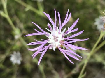 Fotografia da espécie Centaurea alba subesp. alba