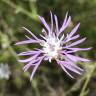 Fotografia 6 da espécie Centaurea alba subesp. alba do Jardim Botânico UTAD