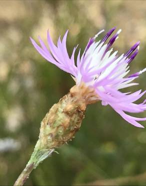 Fotografia 7 da espécie Centaurea alba subesp. alba no Jardim Botânico UTAD