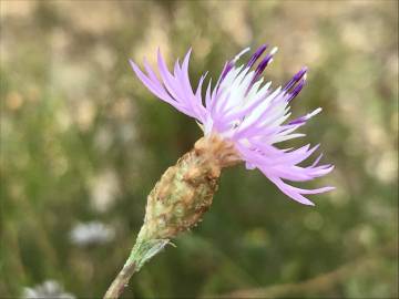 Fotografia da espécie Centaurea alba subesp. alba