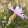 Fotografia 7 da espécie Centaurea alba subesp. alba do Jardim Botânico UTAD