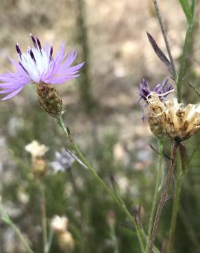 Fotografia 8 da espécie Centaurea alba subesp. alba no Jardim Botânico UTAD