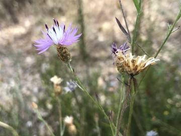 Fotografia da espécie Centaurea alba subesp. alba