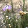 Fotografia 8 da espécie Centaurea alba subesp. alba do Jardim Botânico UTAD