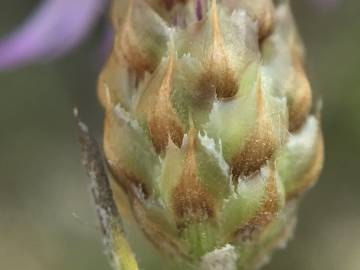 Fotografia da espécie Centaurea alba subesp. alba