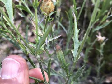 Fotografia da espécie Centaurea alba subesp. alba