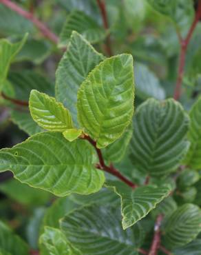 Fotografia 1 da espécie Rhamnus alpina subesp. alpina no Jardim Botânico UTAD