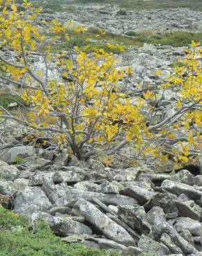 Fotografia 7 da espécie Rhamnus alpina subesp. alpina no Jardim Botânico UTAD
