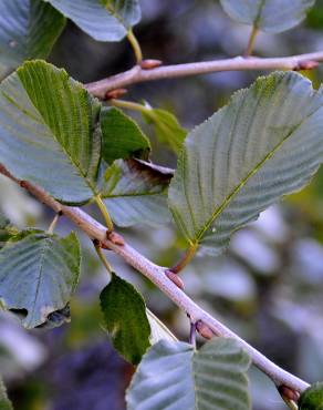 Fotografia 9 da espécie Rhamnus alpina subesp. alpina no Jardim Botânico UTAD