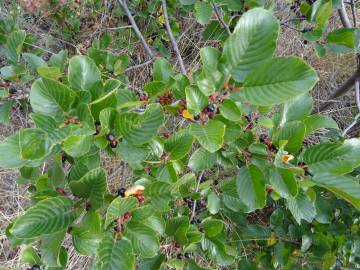 Fotografia da espécie Rhamnus alpina subesp. alpina