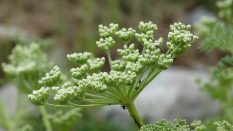Fotografia da espécie Ligusticum lucidum