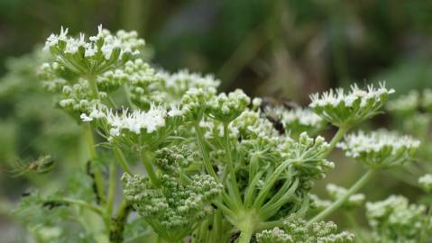 Fotografia da espécie Ligusticum lucidum