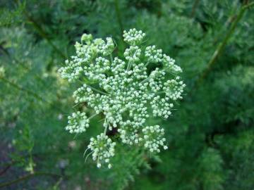 Fotografia da espécie Ligusticum lucidum