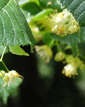 Fotografia 1 da espécie Tilia platyphyllos no Jardim Botânico UTAD