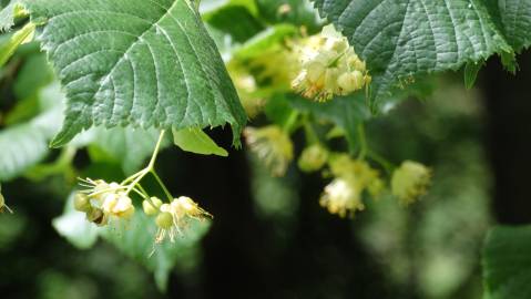 Fotografia da espécie Tilia platyphyllos