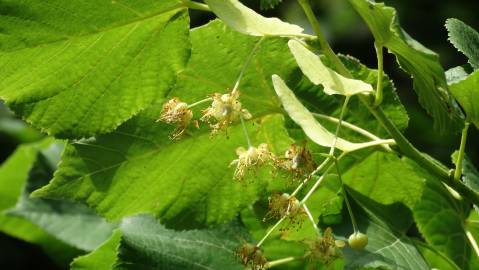 Fotografia da espécie Tilia platyphyllos