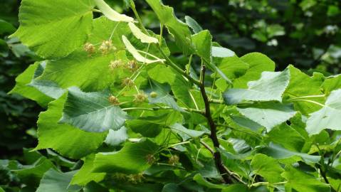 Fotografia da espécie Tilia platyphyllos