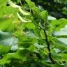 Fotografia 3 da espécie Tilia platyphyllos do Jardim Botânico UTAD