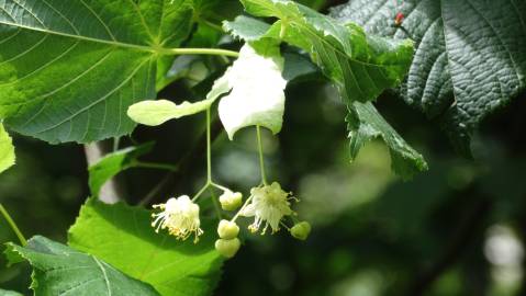 Fotografia da espécie Tilia platyphyllos