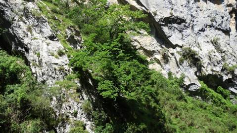 Fotografia da espécie Tilia platyphyllos