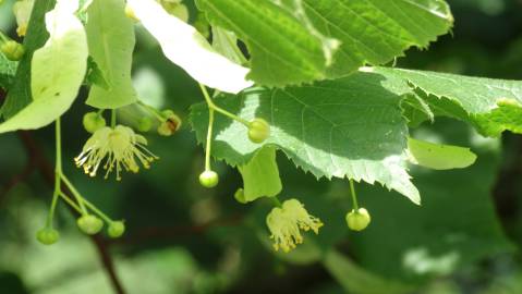 Fotografia da espécie Tilia platyphyllos