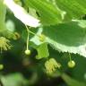 Fotografia 6 da espécie Tilia platyphyllos do Jardim Botânico UTAD