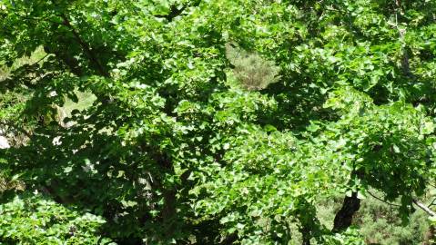 Fotografia da espécie Tilia platyphyllos