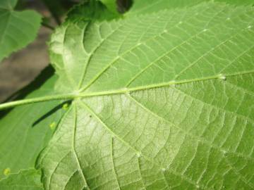 Fotografia da espécie Tilia platyphyllos