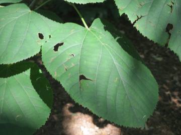 Fotografia da espécie Tilia platyphyllos